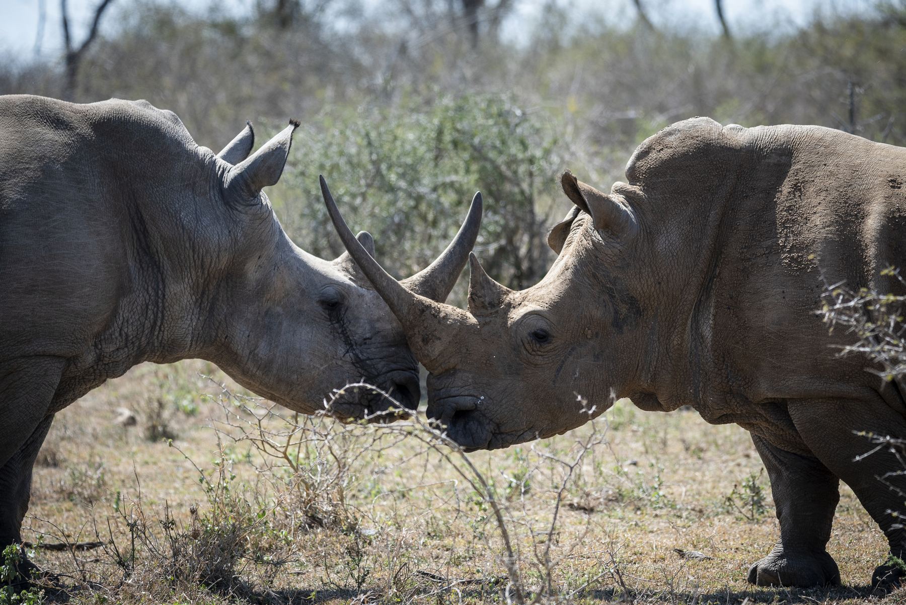 White rhinos