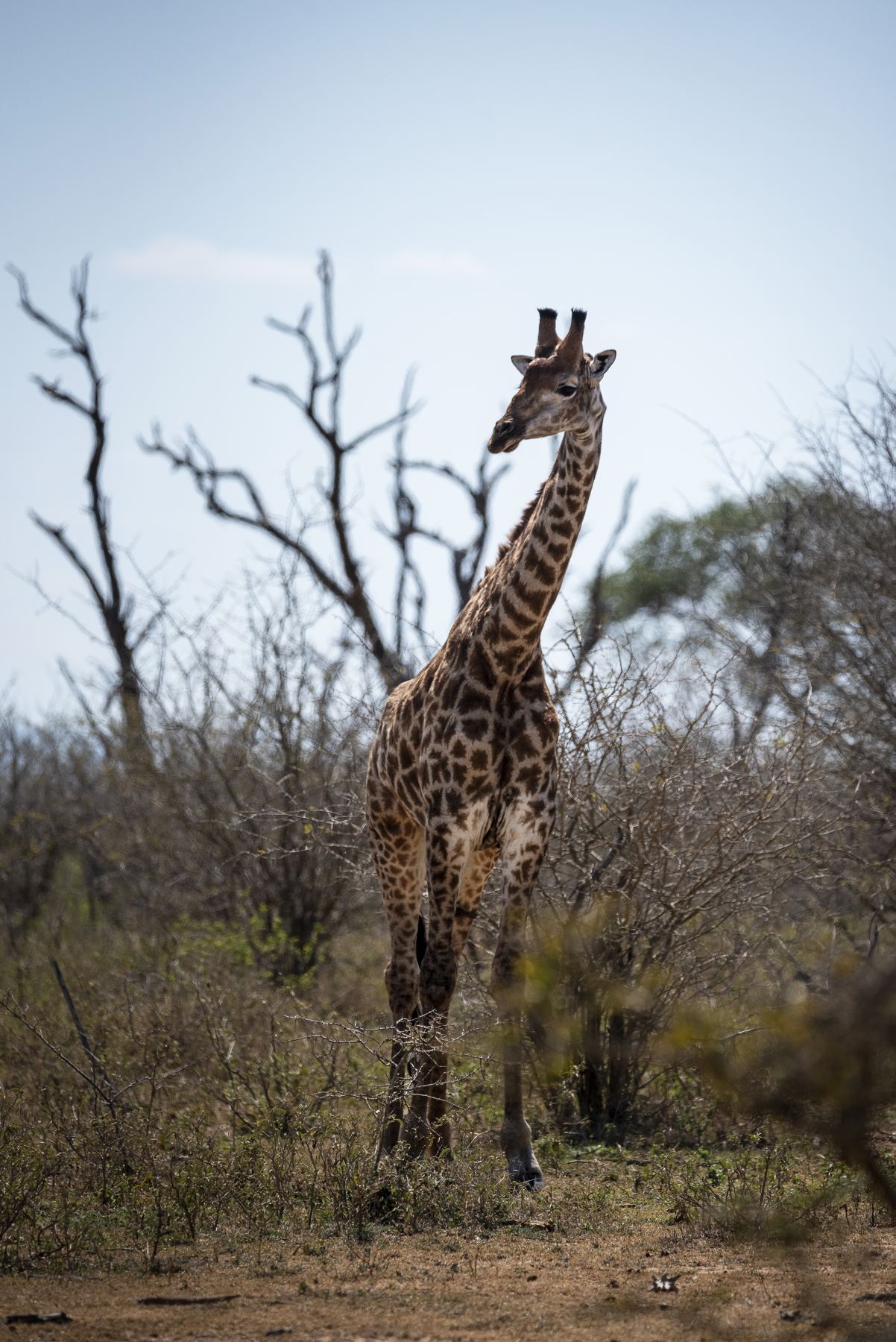 Giraffe among bare trees
