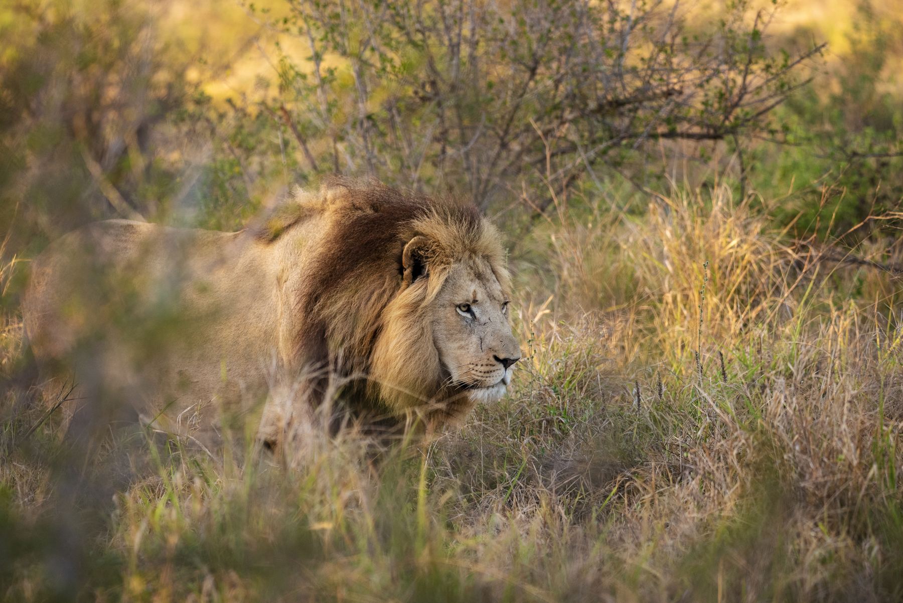 Lion resting in long grass